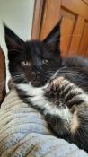 Chatons maine coon disponibles