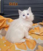 Chaton ragdoll loof