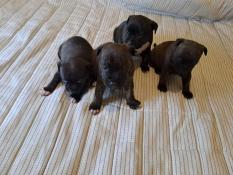 Magnifiques chiots staffie lof