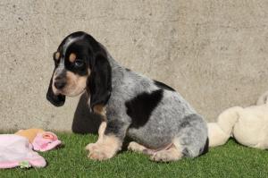 Chiot mle basset bleu de gascogne