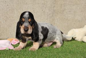 Chiot mle basset bleu de gascogne