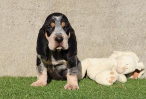 Chiot mle basset bleu de gascogne