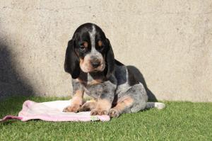 Chiot femelle basset bleu de gascogne