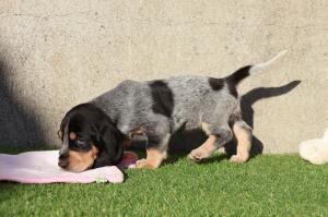 Chiot femelle basset bleu de gascogne