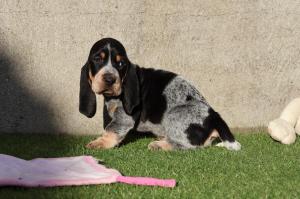 Chiot femelle basset bleu de gascogne