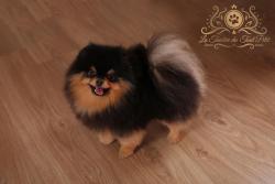 Saillie multi ch spitz nain pomeranian import fils de multi ch usa