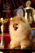 Saillie spitz nain pomeranian fils de multi ch, ligne imp