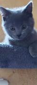 4 chatons chartreux cherchent famille