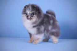 Saillie spitz nain pomeranian merle bleu yeux bleu