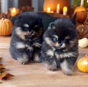 Chiots spitz nains pomeranian ligne naine ourson multi ch