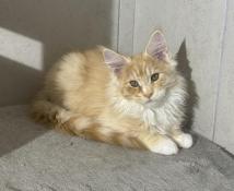 Chatons main coon