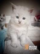 Vends  chatons maine coon loof / maine coon corp