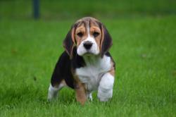 Magnifique chiot beagle lof