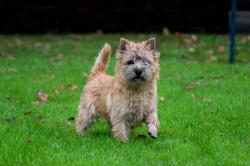 Mle cairn terrier lof