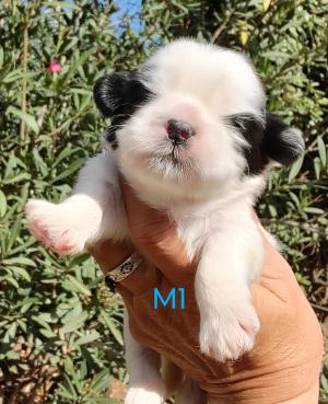 Chiot mle  apparence shih tzu