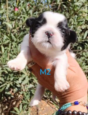 Chiot mle  apparence shih tzu