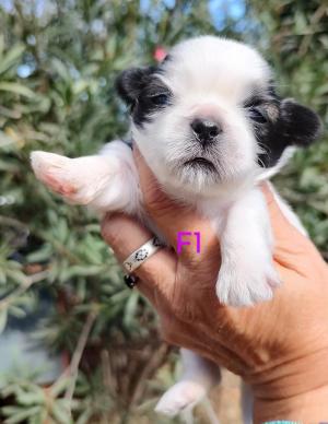 Chiot femelle  apparence shih tzu