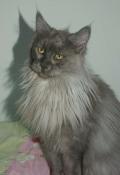 Maine coon black smoke strilise loof