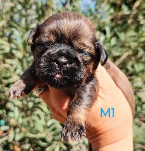 Chiot mle  apparence shih tzu