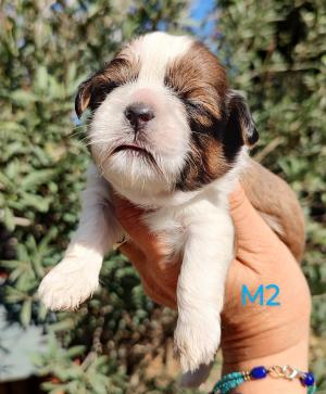 Chiot mle  apparence shih tzu