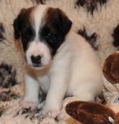 Magnifiques chiots lof fox terrier poil lisse disponibles