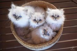 Magnifiques chatons sacrs de birmanie