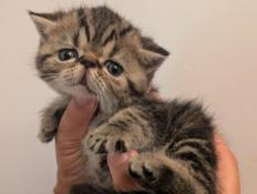 Chatons exotic shorthair