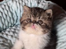 Chaton exotic shorthair