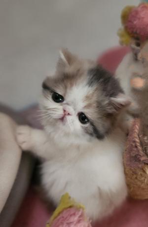 Chaton femelle exotic shorthair