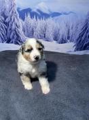 Trs beaux chiots bergers australiens