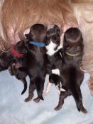 Chiots de race shih tzu