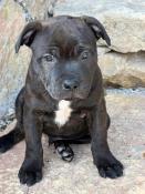 Chiots staffordshire bull terrier