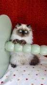 Chatons persan et exotic shorthair loof beaut, sant et affection gar