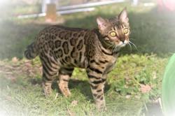 Superbe bengal loof retraite