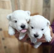 Chiots westie  rserver