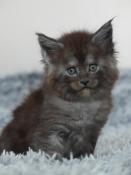 Chatons maine coon loof