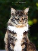 Chatons maine coon loof