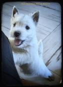 Trs beaux mles westies disponible de suite