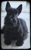 Superbe scottish terrier noir lof