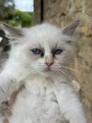 Magnifiques chatons ragdoll  loof