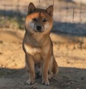 Vrai shiba mame import japon pour saillie - prestigieuses origines