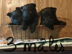 Jolis scottish-terrier noirs  vendre