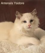 Magnifiques chatons ragdoll