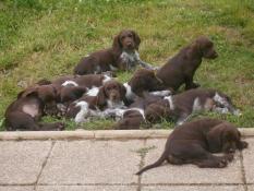 Chiots chien d'oysel allemand 5 mois lof  vendre