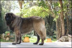 Etalon male leonberg lof cherche sa belle fiance....