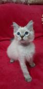 Chatons ragdoll loof : parents champions