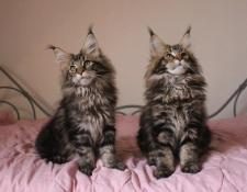 Chatons maine coon loof disponibles