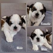 3 chiots shih tzu tricolore  rserver