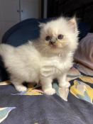 4 chatons ragdoll a rserver