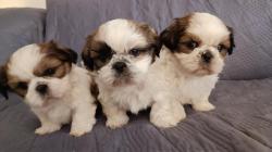 3 chiots shih tzu tricolore  rserver